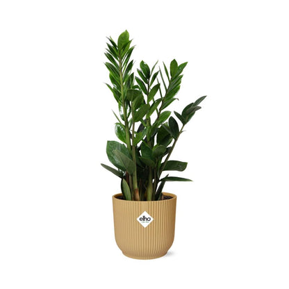 Zamioculcas – Hoogte 45-50 in ELHO Vibes Fold 14cm geel