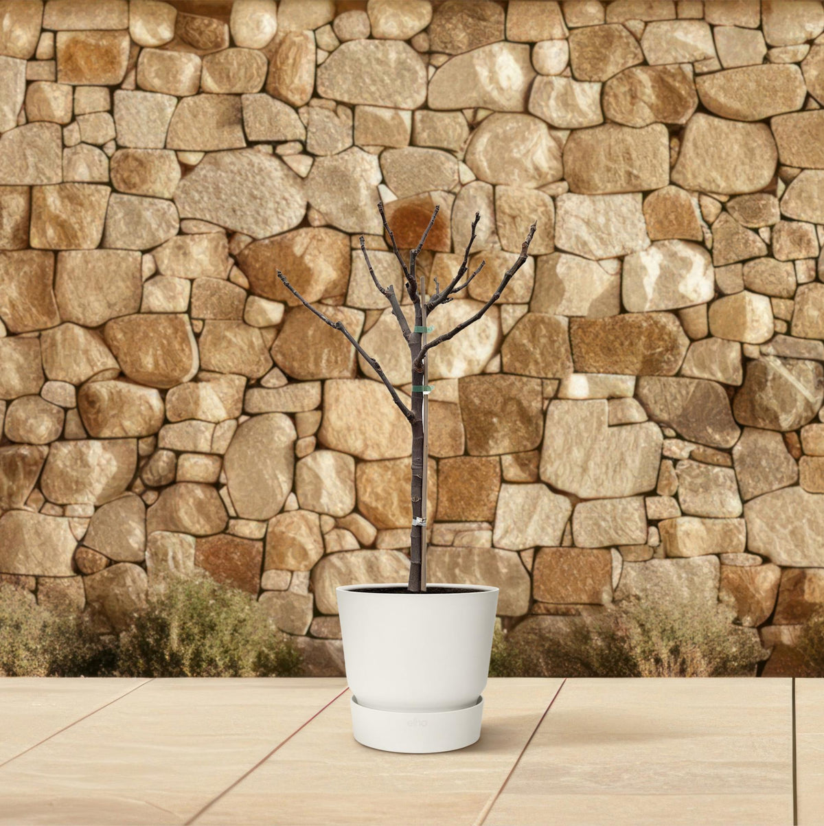 Ficus Carica op stam - 100 cm - Ø20