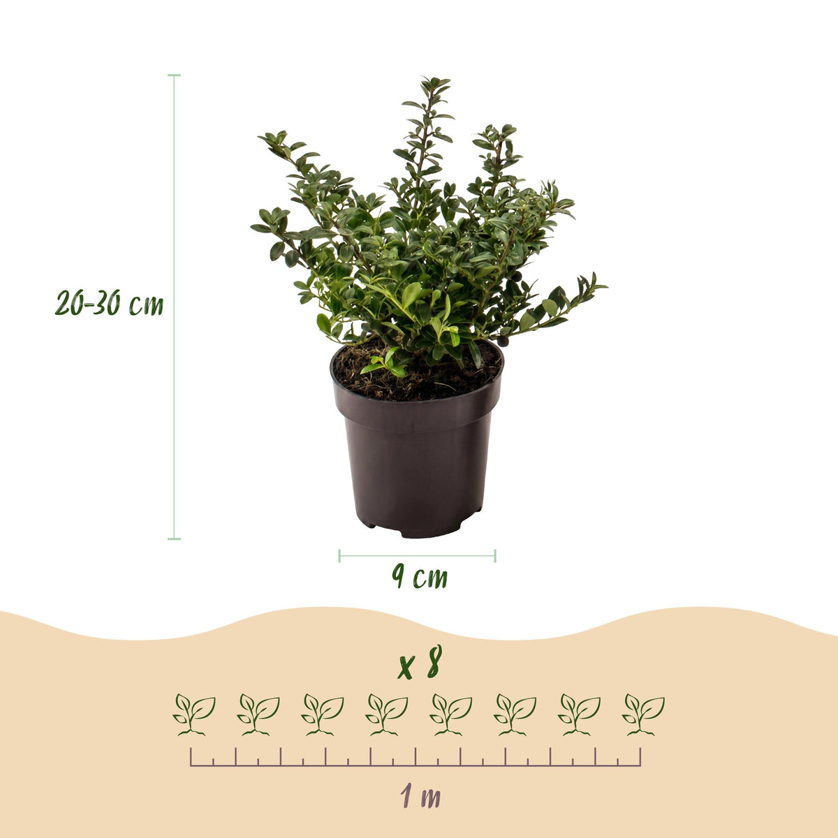 16x Ilex crenata Stokes - Japanse Hulst - Haagplanten - Groenblijvend - Groen - Pot 9cm - Hoogte 20-30cm