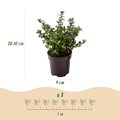 16x Ilex crenata Stokes - Japanse Hulst - Haagplanten - Groenblijvend - Groen - Pot 9cm - Hoogte 20-30cm