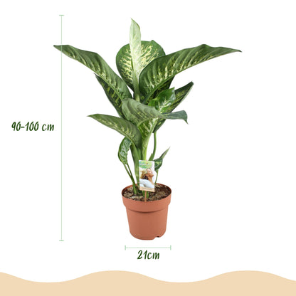 Kamerplanten - Diefenbachia Tropic Snow - Dieffenbachia - Weinig onderhoud - Groen - 1 Plant - met Potter Wit - Pot 21cm - Hoogte 90-100cm