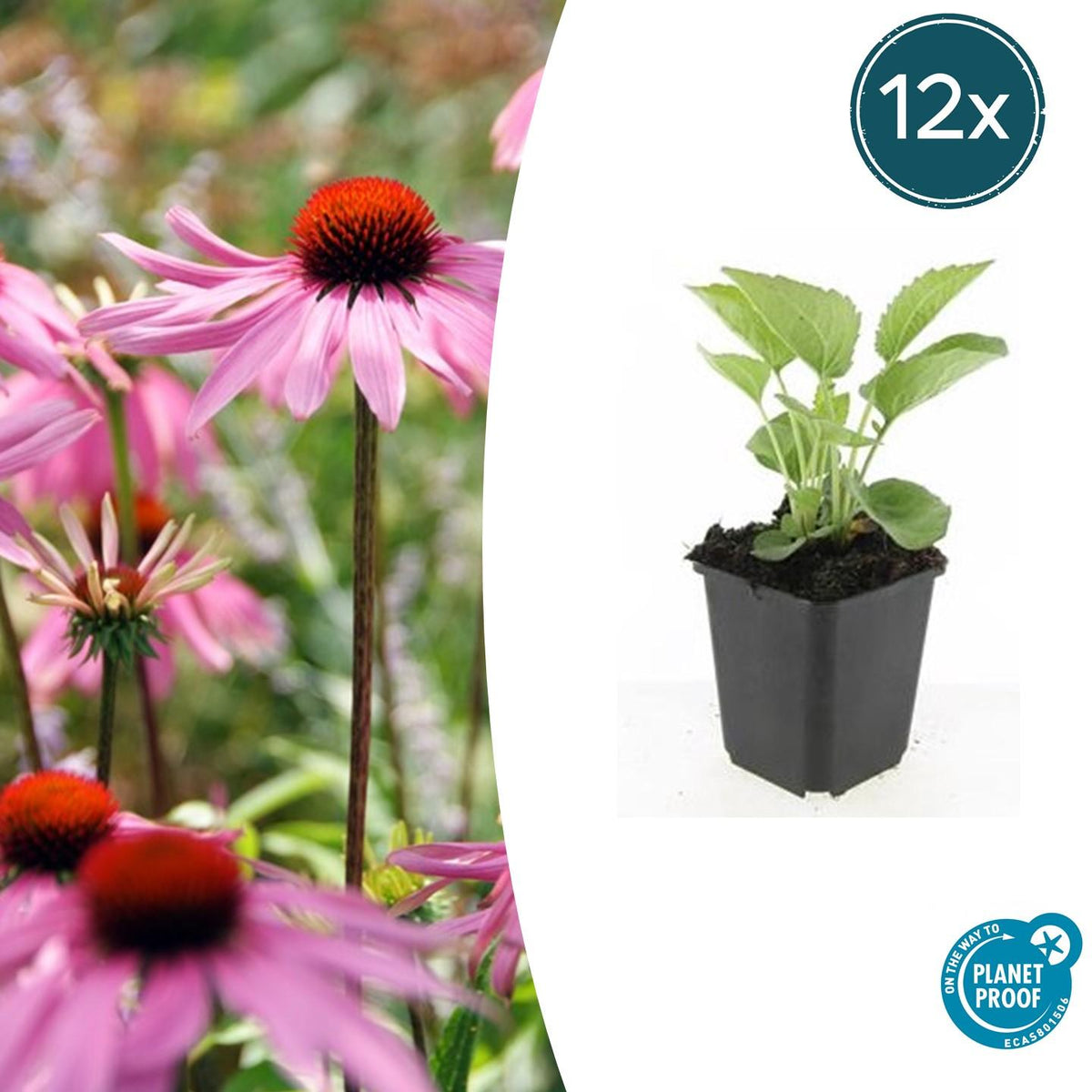 12x Echinacea p. 'Magnus' - ↕10-25cm - Ø9cm