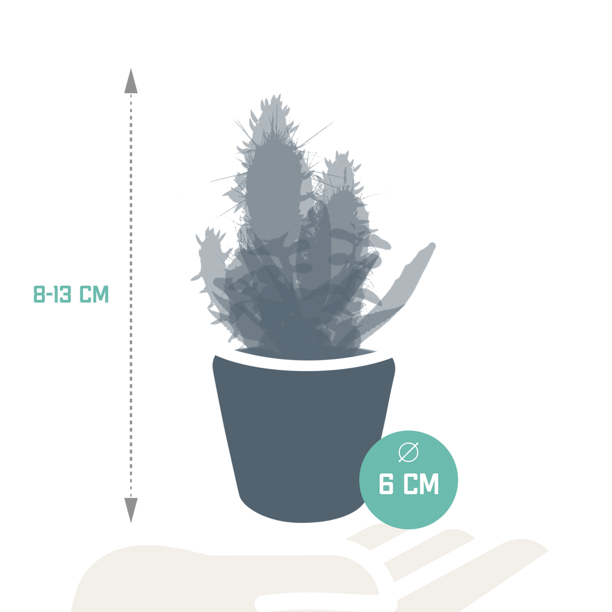 Cactus en vetplanten mix 5.5 cm | 15 stuks - in Mexicaanse pot