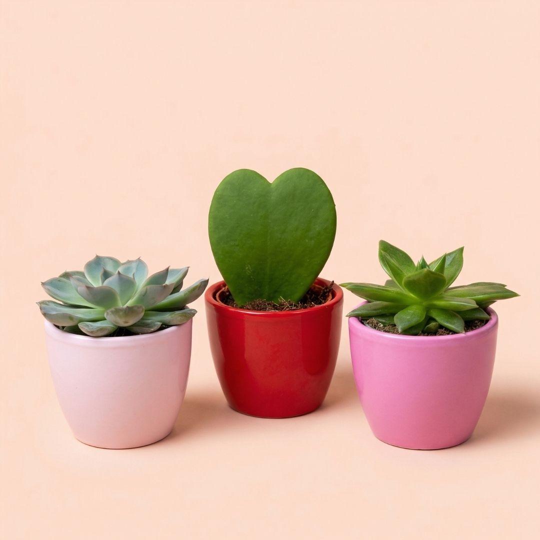 Plant set van 3 met mini pot - Love - Vetplanten - roze/rood - Ø 6 cm