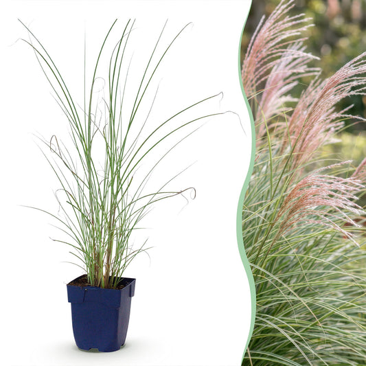 Grassen - Miscanthus sin. Morning Light - Pampusgras - Met Pluim - Zilver - 6 Planten - Pot 11cm - Hoogte 15-25cm