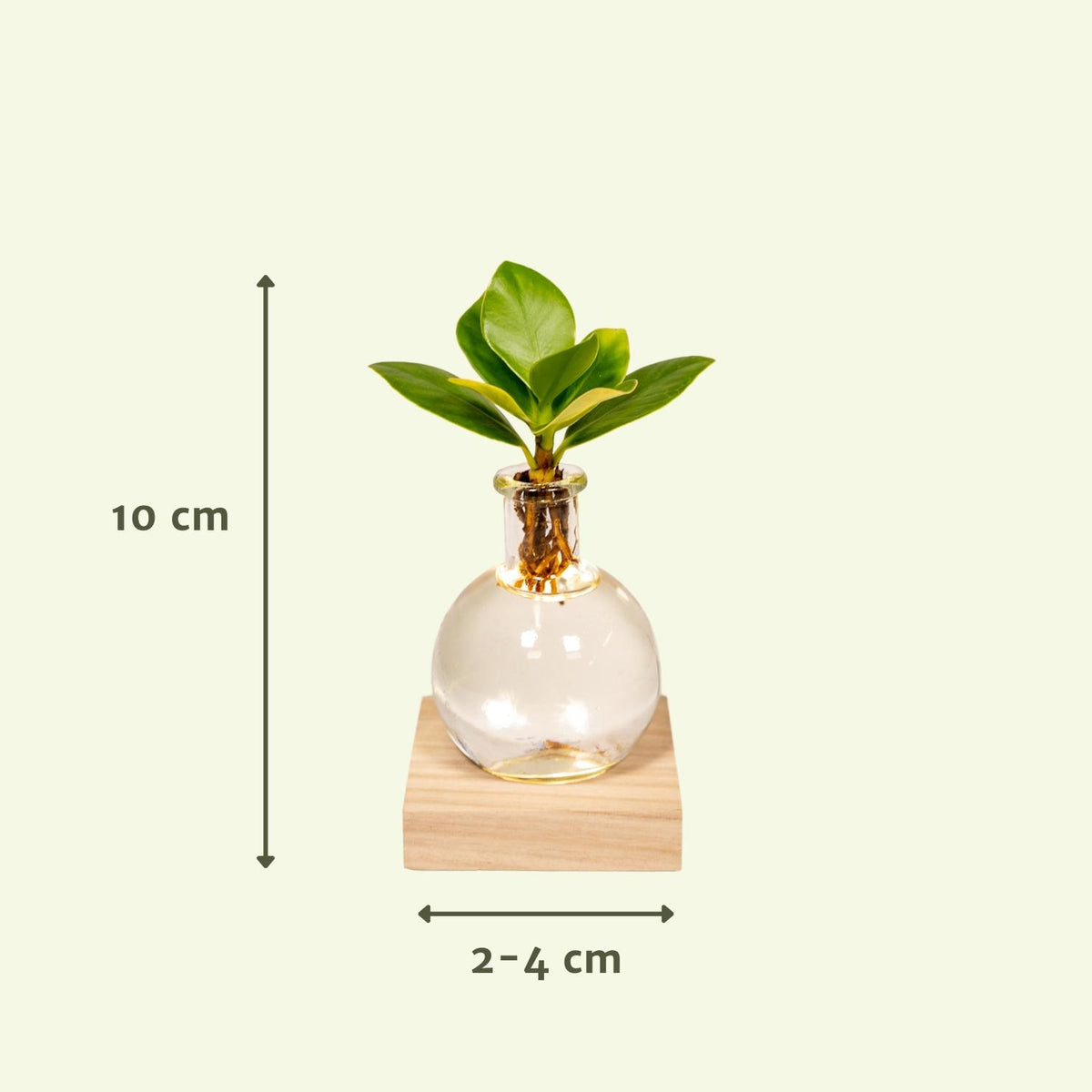 Clusia in Samoa glas met LED verlichting - Ø4cm - ↕10cm