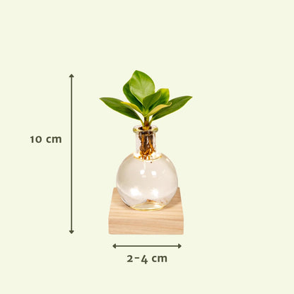 Clusia in Samoa glas met LED verlichting - Ø4cm - ↕10cm