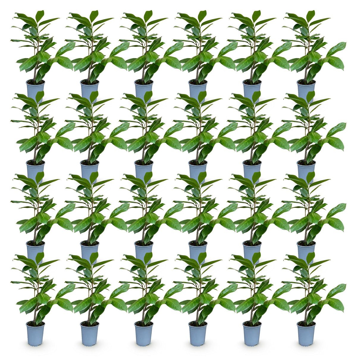 24x Prunus laur. Rotundifolia - Laurierkers - Haagplanten - Groenblijvend - Groen - Pot 9cm - Hoogte 25-35cm