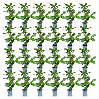 24x Prunus laur. Rotundifolia - Laurierkers - Haagplanten - Groenblijvend - Groen - Pot 9cm - Hoogte 25-35cm