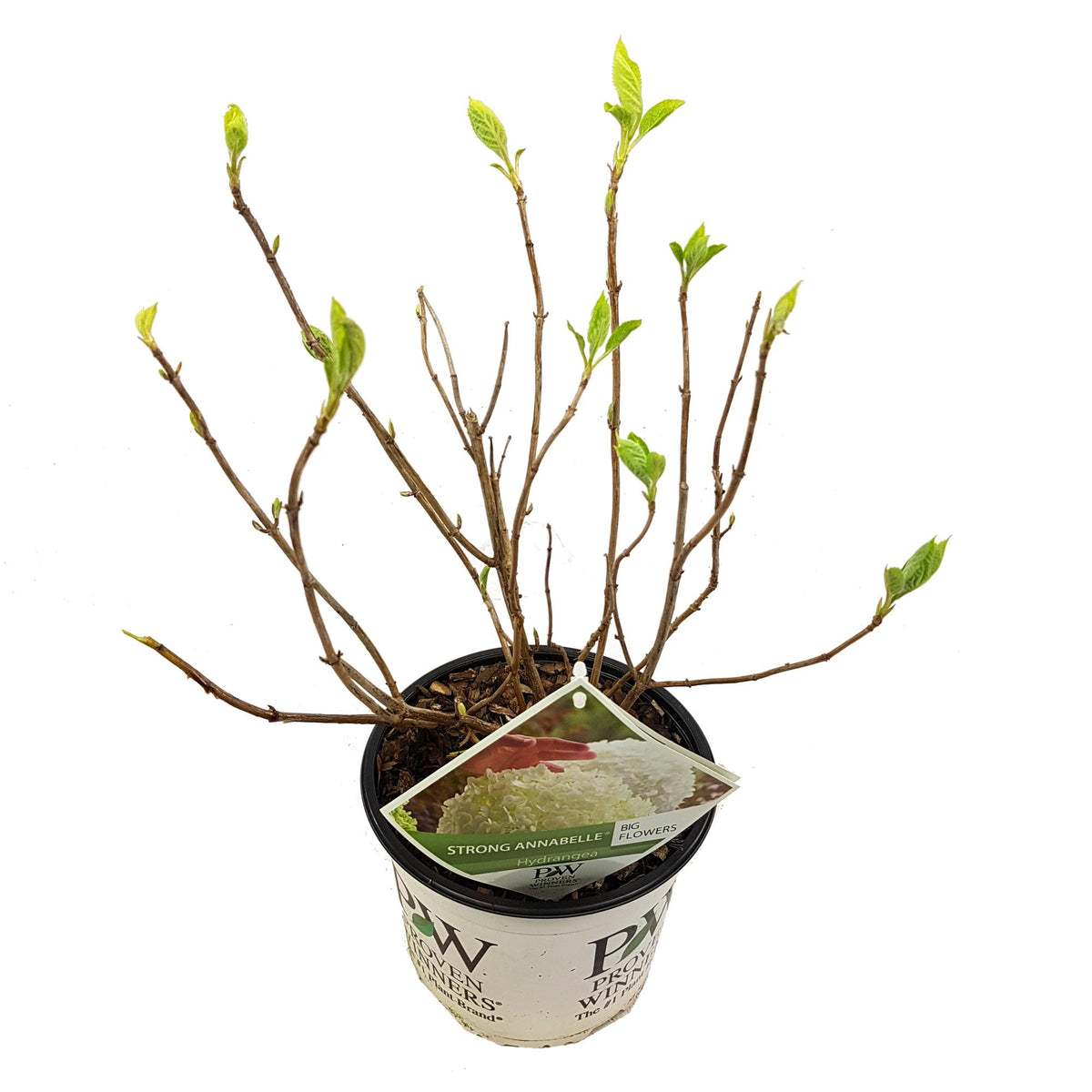 Hydrangea arbo. 'Strong Annabelle' - Ø19cm - ↕30cm