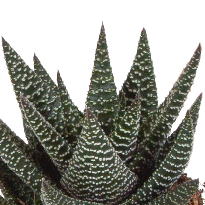 Gasteria/Haworthia mix 8,5cm - 3x - in witte pot