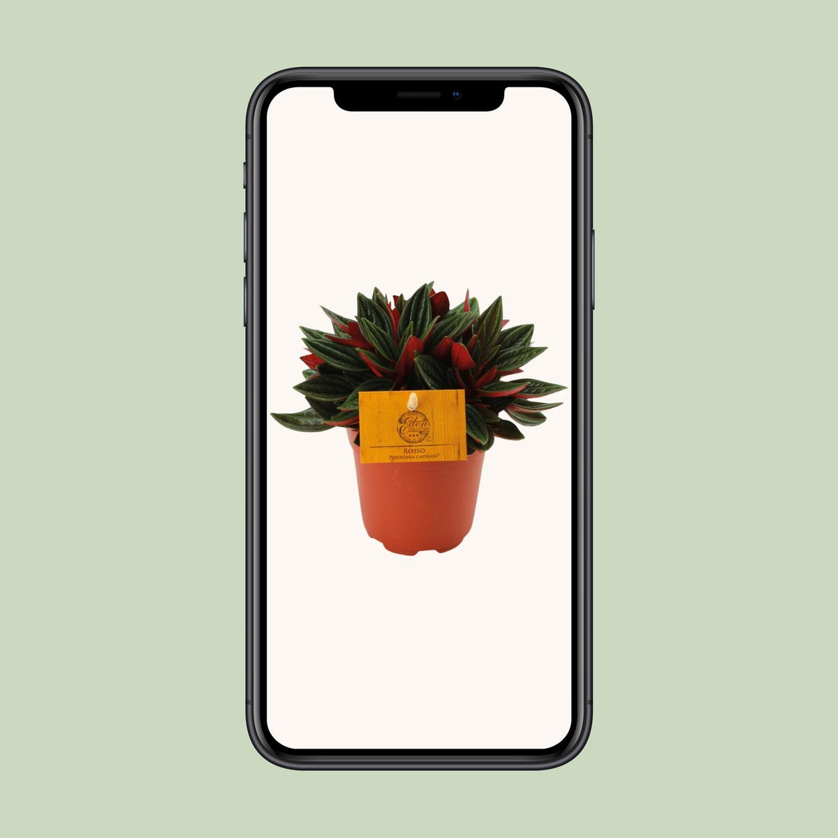 Peperomia Caperata Rosso - Ø10,5cm - ↕15cm