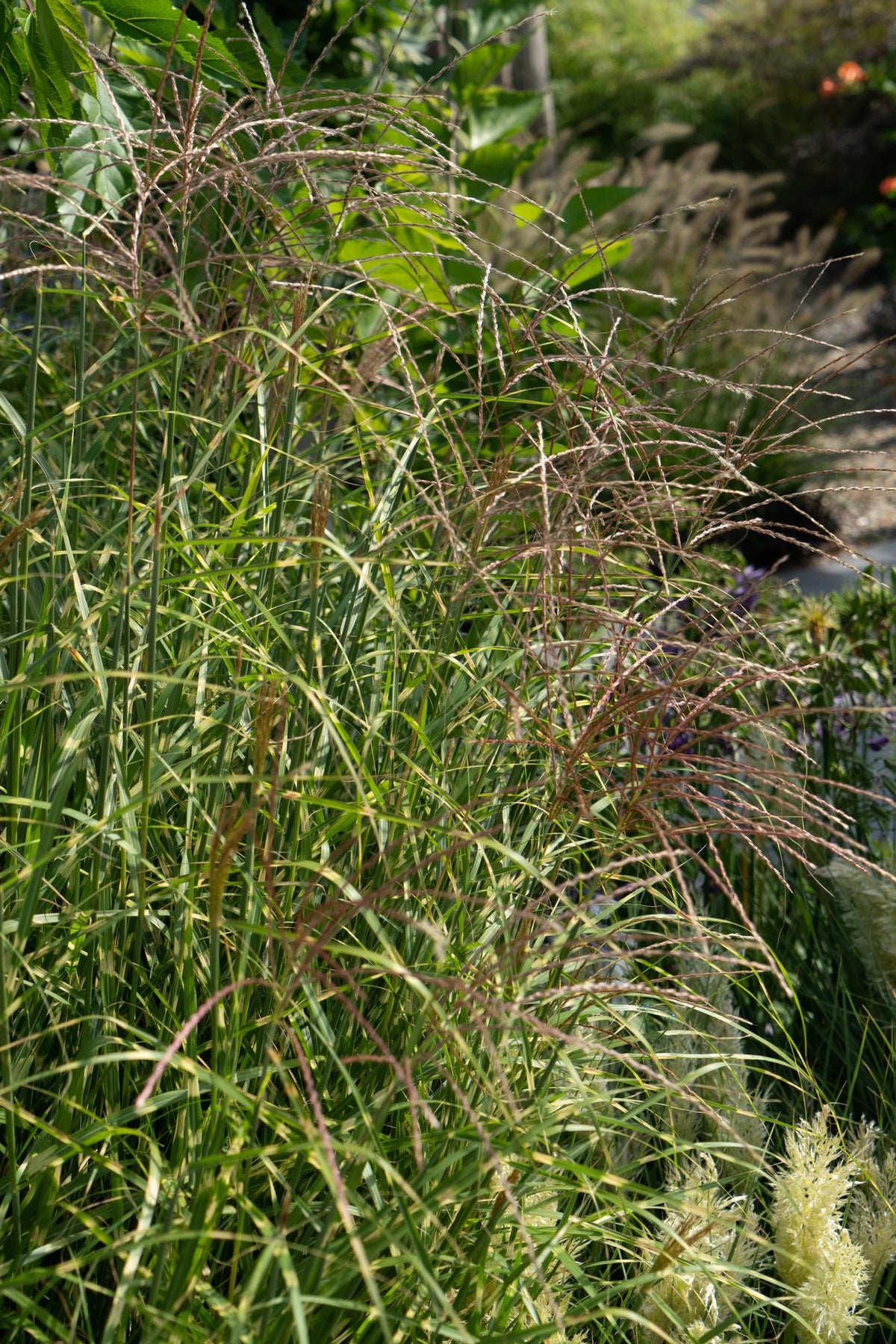 Miscanthus sinensis Strictus - Ø23cm - ↕60cm - Ø19 - ↨50cm