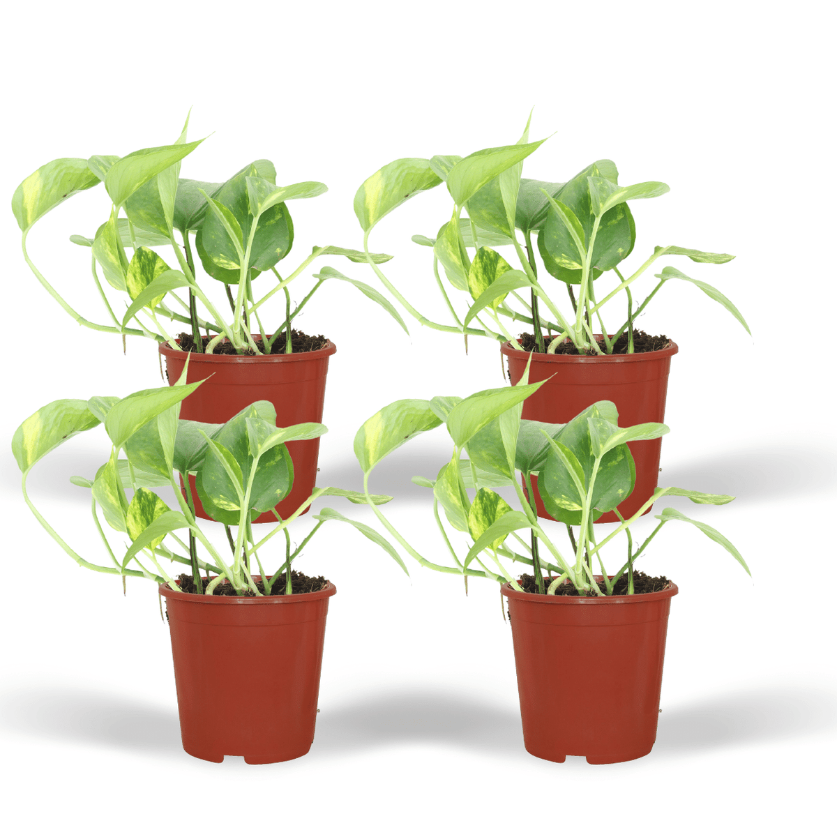 Epipremnum Aureum (Scindapsus) - 4 stuks - Ø12cm - ↕20cm