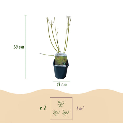 Heesters - Cornus alba Tricolour - Mix van Rode, Groene En Paarse Takken - 3 Planten - Bladverliezend - Weinig Onderhoud - Pot 17cm Hoogte 45cm