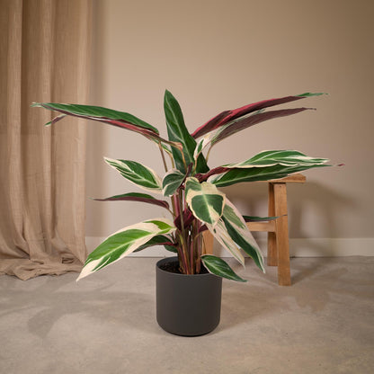 Calathea Triostar - Pauwenplant - Ø19cm - ↕70cm