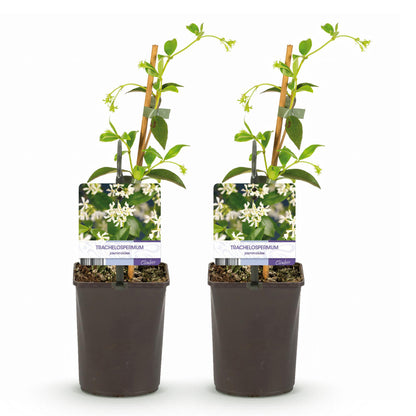 Toscaanse jasmijn - Trachelospermum jasminoides - Bloem Wit - Groenblijvend  - 2 planten - Pot 11cm Hoogte 40cm