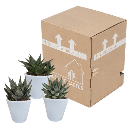 Gasteria/Haworthia mix 8,5cm - 3x - in witte pot