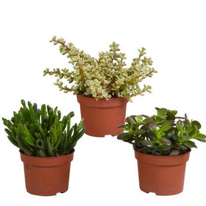 Crassula mix 10,5 cm - 3x - zonder pot