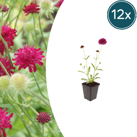 12x Knautia macedonica - ↕10-25cm - Ø9cm