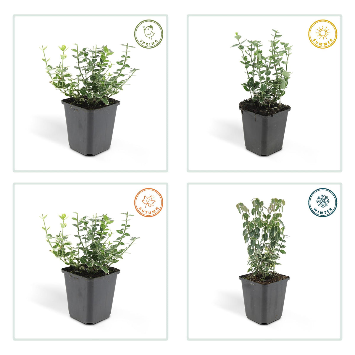 60x Euonymus fort. 'Emerald Gaiety' - ↕10-25cm - Ø9cm