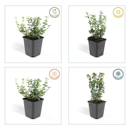 60x Euonymus fort. 'Emerald Gaiety' - ↕10-25cm - Ø9cm