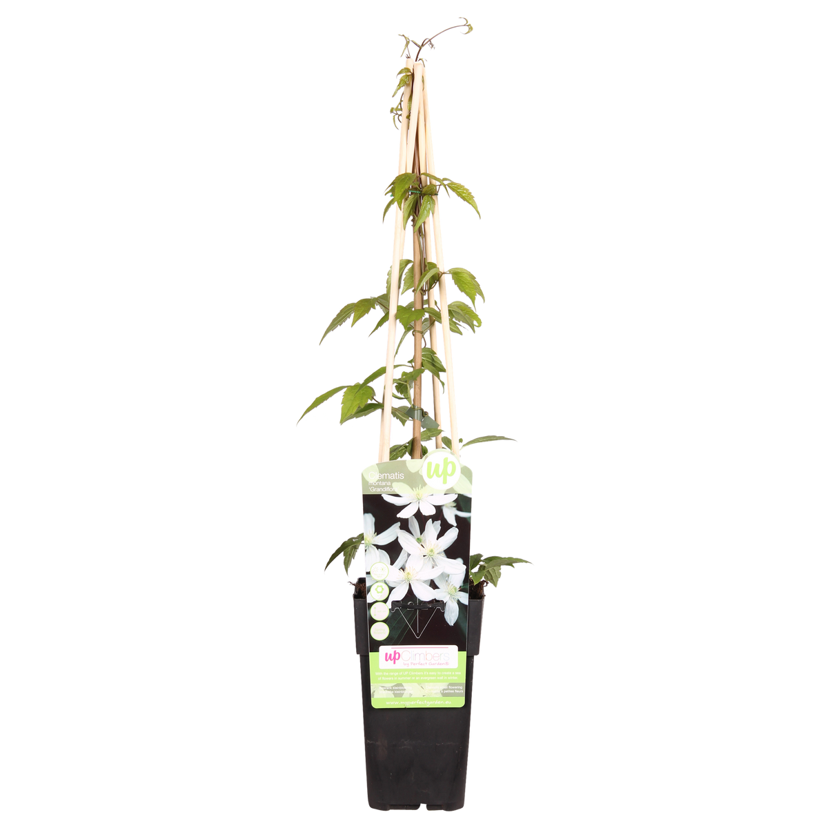 Clematis Montana 'Grandiflora' - ↨65cm - Ø15