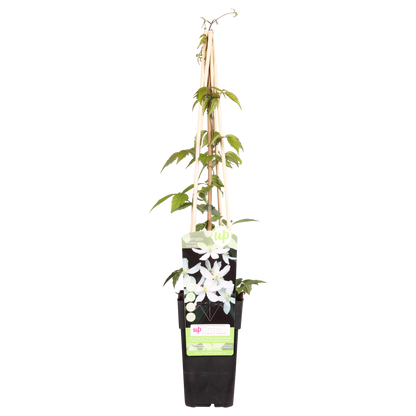 Clematis Montana 'Grandiflora' - ↨65cm - Ø15