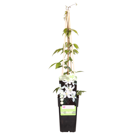 Clematis Montana 'Grandiflora' - ↨65cm - Ø15
