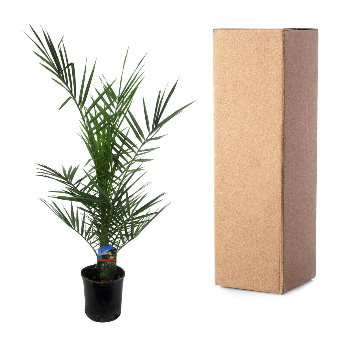 Phoenix Canariensis - 80 cm - Ø14cm