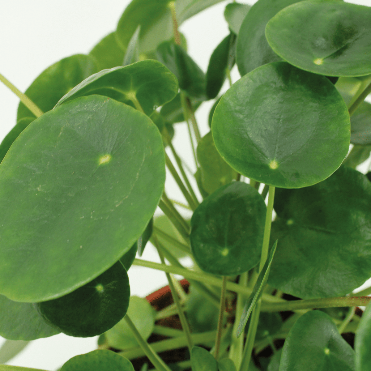 2x Kokodama Pilea Peperomiodes - Pannekoekenplant - 20cm - ø15