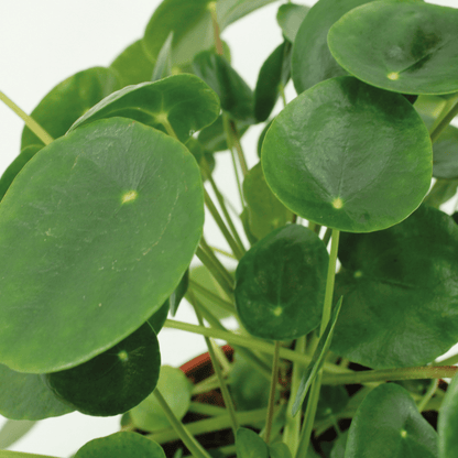 2x Kokodama Pilea Peperomiodes - Pannekoekenplant - 20cm - ø15