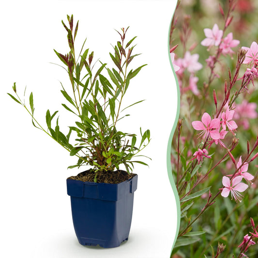 Vasteplant - Gaura lindh. Florgauros - Prachtkaars - Bijen- en vlinderlokkers - Roze - 6 Planten - Pot 11cm - Hoogte 15-25cm
