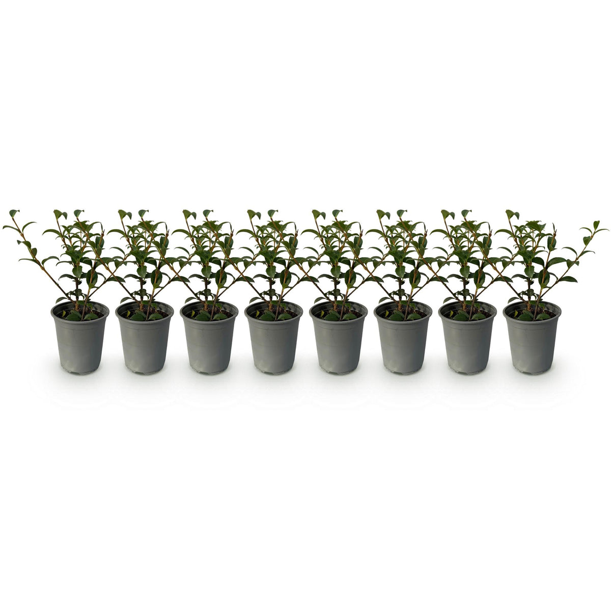 Haagplanten - Osmathus burkwoodii - blad groen - 8 planten - 1 strekkende meter - groenblijvend - pot 9cm hoogte 25-30cm
