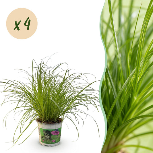 Kamerplant - Cyperus alternifolius Zumula - Kattengras - Huisdiervriendelijk - Groen - 4 Planten - Pot 12cm - Hoogte 28-30cm