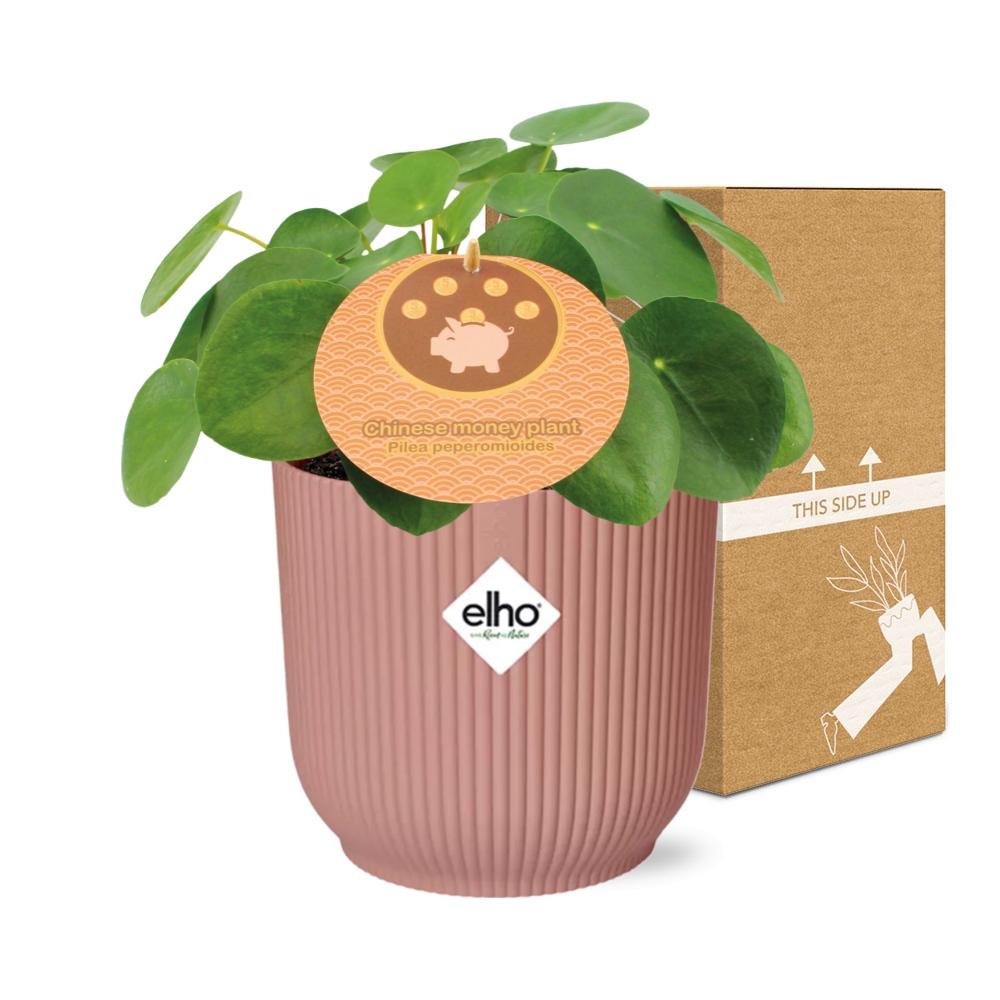 Mother's Day - Pilea Peperomioides 12cm in ELHO Vibes Fold 14cm roze