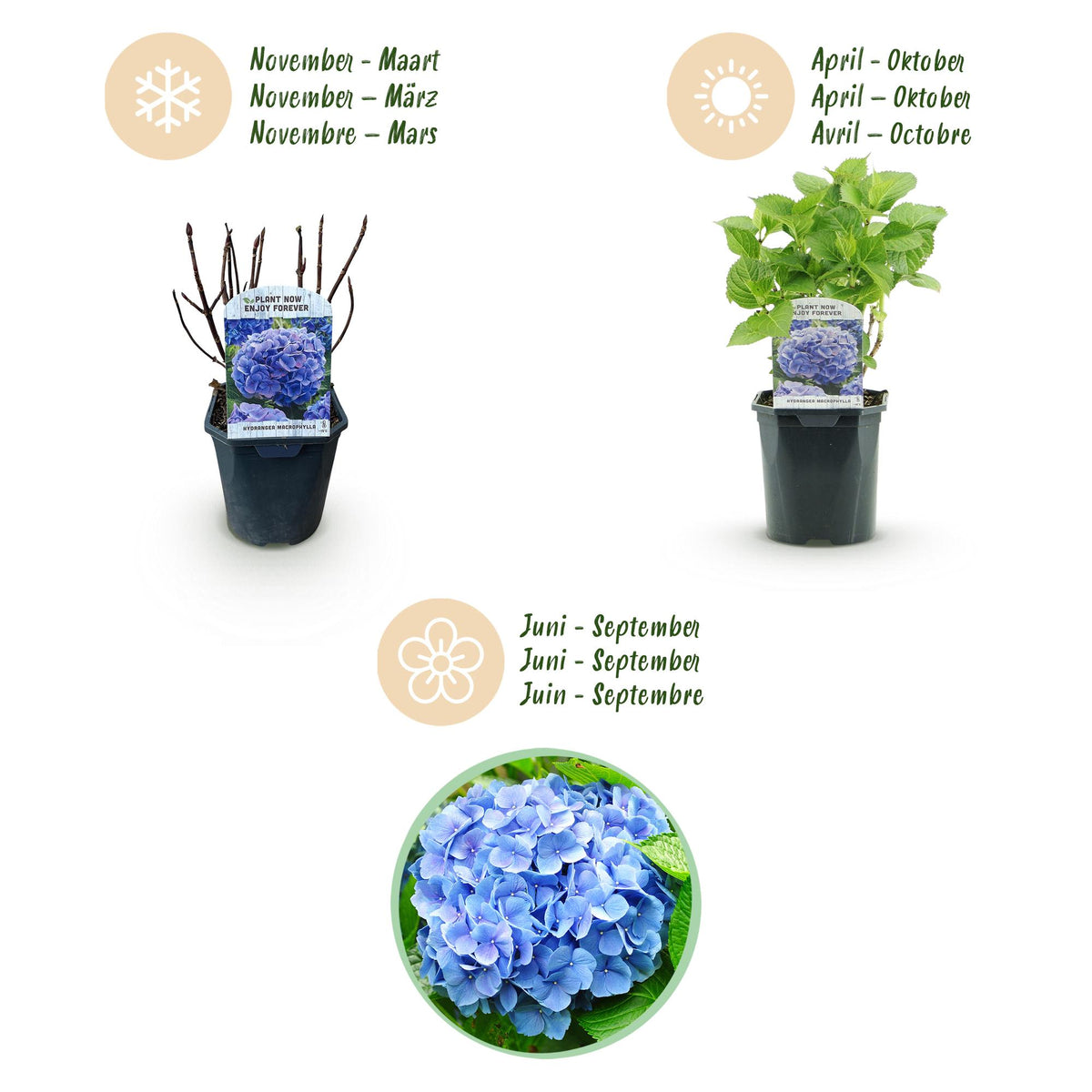 Hortensia - Hydrangea macrophylla Tricolour - Bloem Blauw, Roze en Wit  - 3 Planten - Bladverliezend - Weinig Onderhoud - Pot 17cm Hoogte 30cm