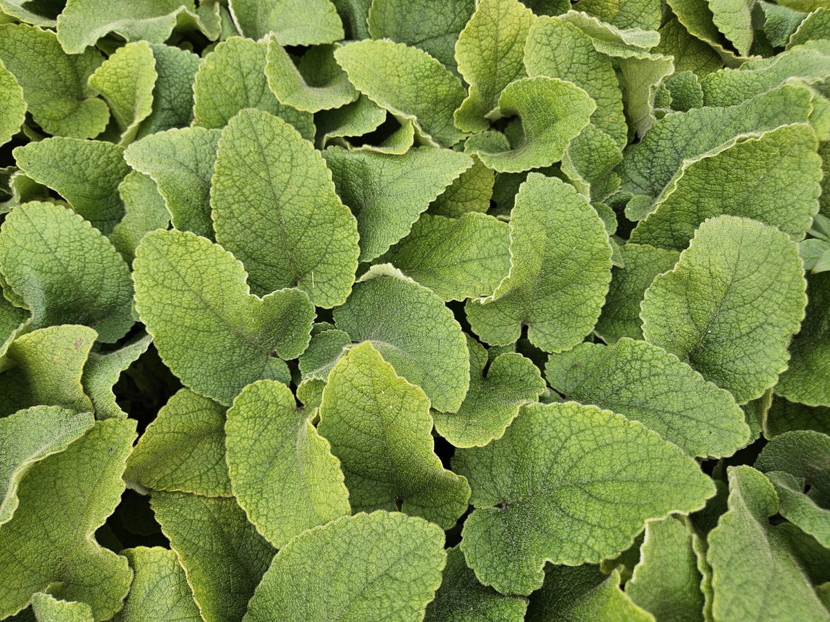 12x Phlomis russeliana - ↕10-25cm - Ø9cm