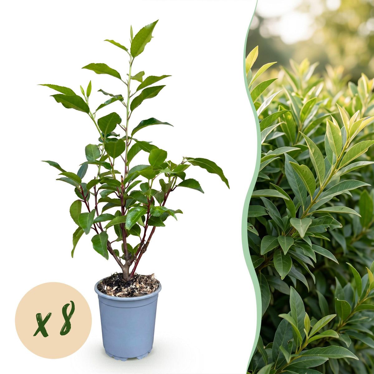 8x Prunus lusitanica Angustifolia - Portugese Laurier - Haagplanten - Groenblijvend - Groen - Pot 9cm - Hoogte 25-35cm