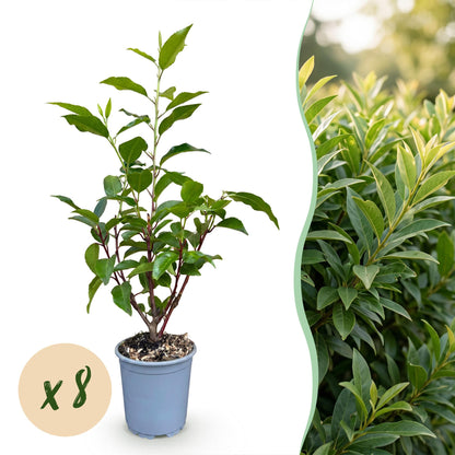8x Prunus lusitanica Angustifolia - Portugese Laurier - Haagplanten - Groenblijvend - Groen - Pot 9cm - Hoogte 25-35cm