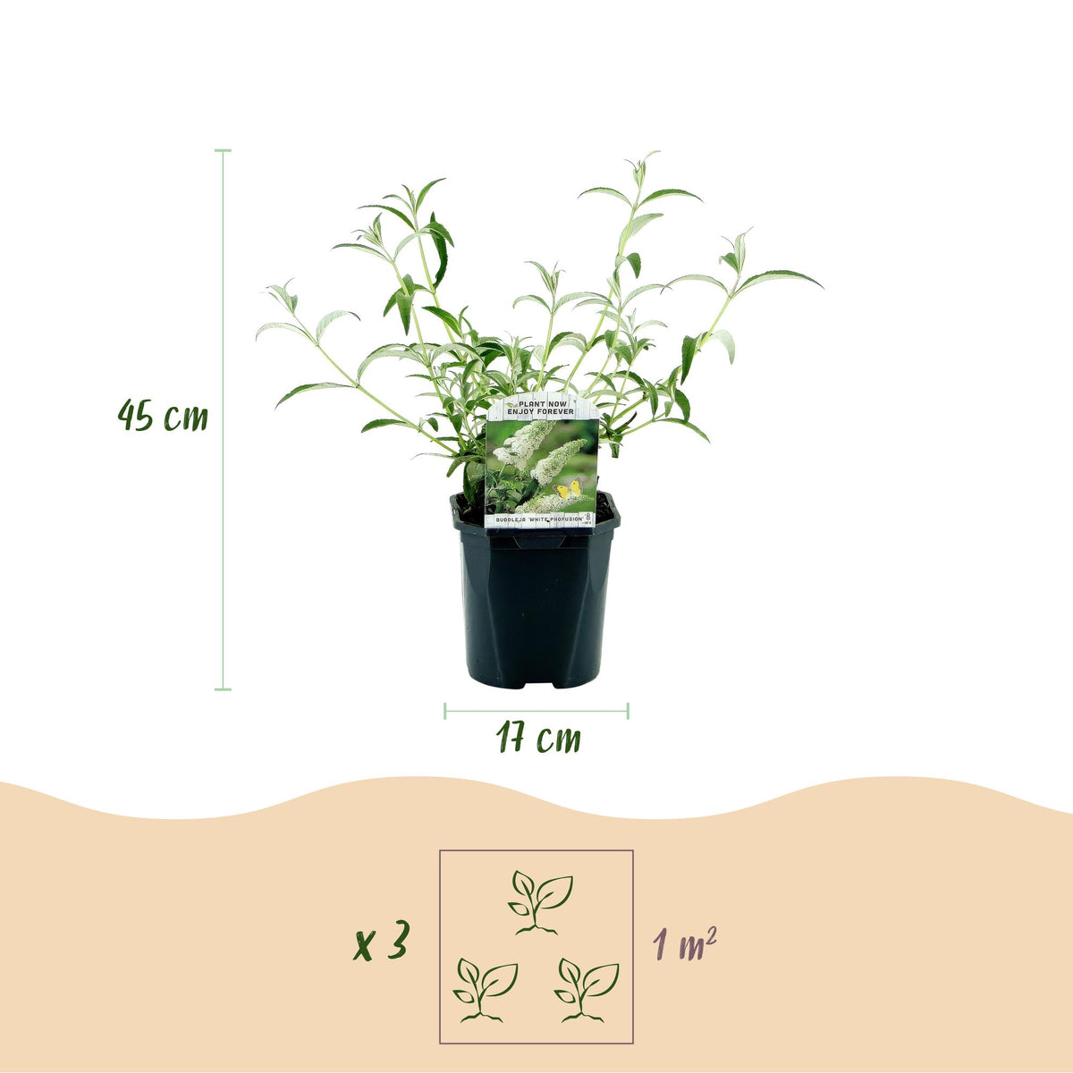 Tuinplant - Buddleja davidii White Profusion - Vlinderstruik - Winterhard - Wit - 1 Plant - Pot 17cm - Hoogte 45cm