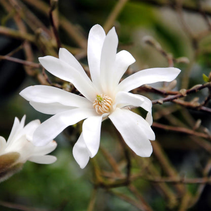 Heesters -  Magnolia Stellata  - Bloem Wit  - 1 Plant - Bladverliezend - Weinig Onderhoud - Pot 17cm Hoogte 45cm