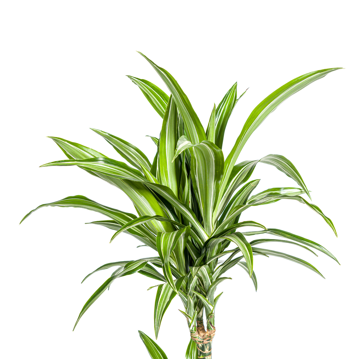 Dracaena Deremensis White Stripe Ø21cm - ↕90 - 110cm
