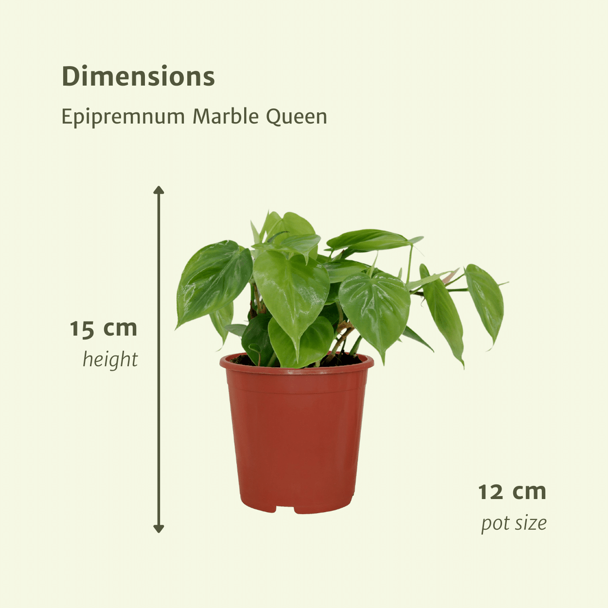 2x Philodendron Scandens - 15cm - ø12