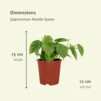 2x Philodendron Scandens - 15cm - ø12