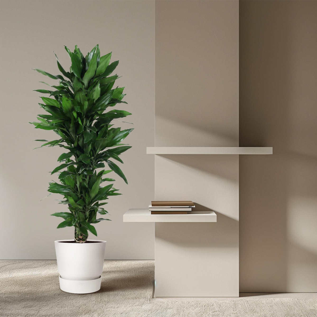 Dracaena Janet Lind vertakt - 120 cm - ø27