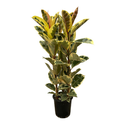 Ficus Elastica Tineke struik - 140 cm - Ø28cm