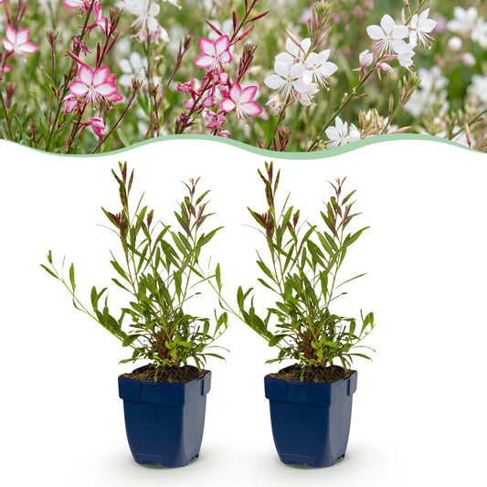 Vasteplant - Gaura Duo - Prachtkaars - Bijen en Vlinderlokkers - Roze - Wit - 6 Planten - Pot 11cm - Hoogte 15-25cm
