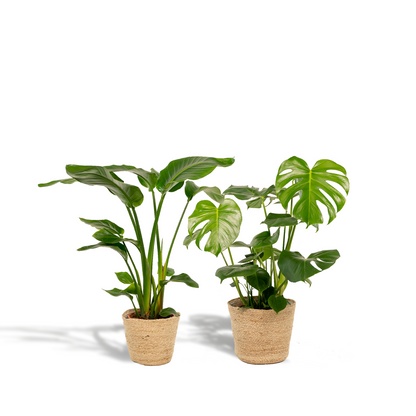 Strelitzia Nicolai - Ø19cm - ↕85cm + Monstera Deliciosa - Ø21cm - ↕75cm + Mand Selin