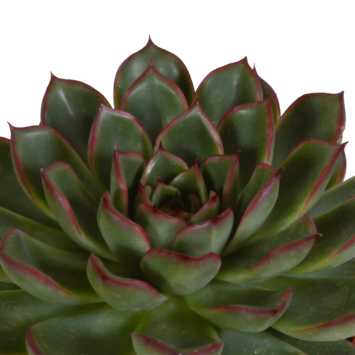 Echeveria mix 10.5 cm - 3x - zonder pot